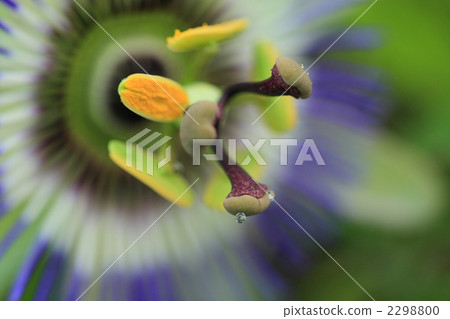 blue passion flower, botanic, botanical 2298800