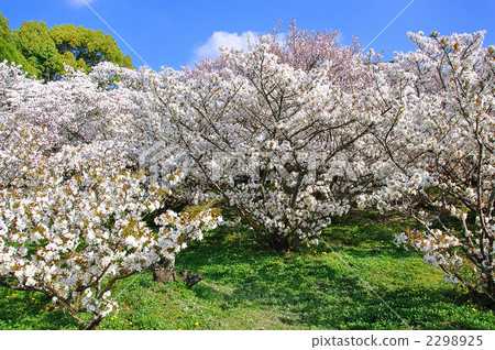 Kyoto Ninna-ji Temple Omori Cherry Blossoms 2298925