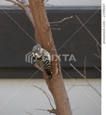 侏儒啄木鳥 啄木鳥 野生鳥類 2299087