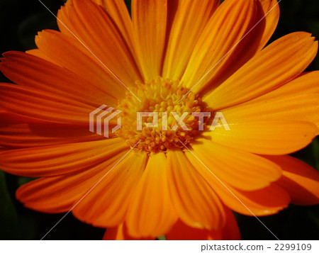 Karen Giurera Orange 2299109