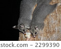 Possum 2299390