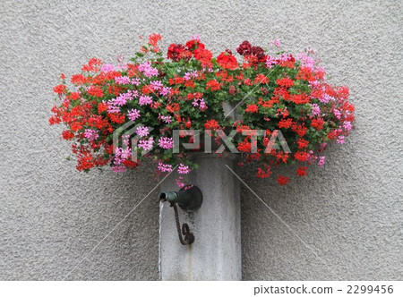 花在一個飲酒的地方 花在一個飲酒的地方 2299456