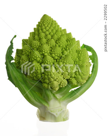 花椰菜(romanesco) 花椰菜(romanesco) 2299502