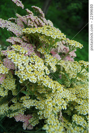 yarrow, bloom, blossom 2299680