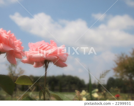 Rose and blue sky 2299931