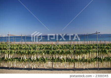 白蘿蔔幹 蘿蔔 自然 2300345