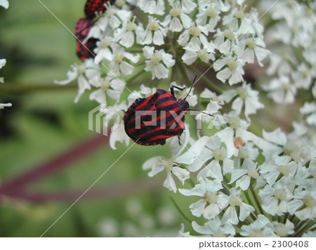 Red-faced bug Red-faced bug 2300408