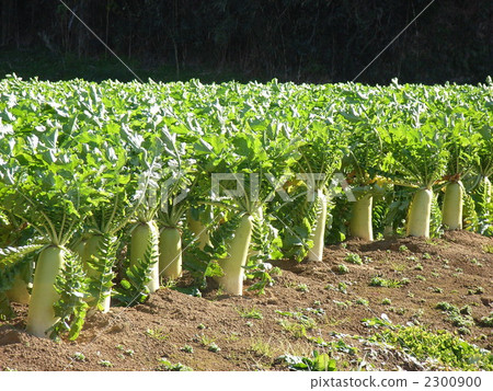 蘿蔔地 日本白蘿蔔地 蘿蔔 2300900