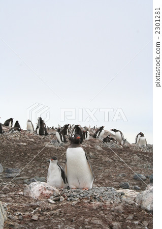 Gentie Penguin的Rookery 4 Gentie Penguin的Rookery 4 2301281