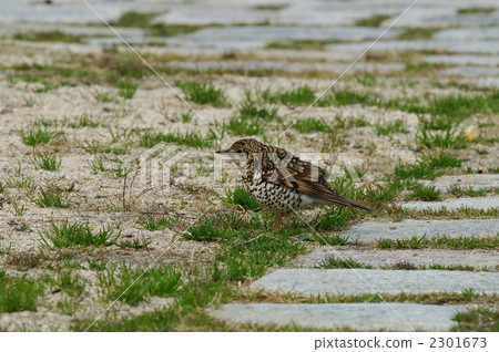 虎斑地鶇 虎斑地鶇 2301673