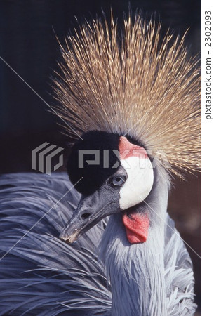 白冠鶴 白冠鶴 2302093