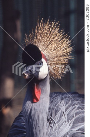 White-crowned crane 2302099
