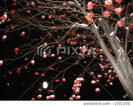 下雪的夜晚 下雪的夜晚 2302208