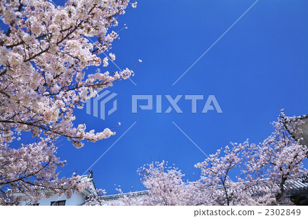 Blue sky and cherry blossoms in full bloom 2302849