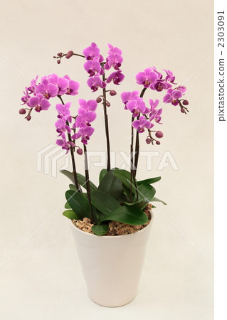 桃紅色微型蝴蝶蘭花 2303091