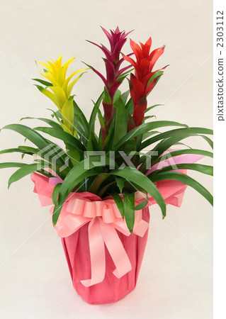 Guzmania 2303112