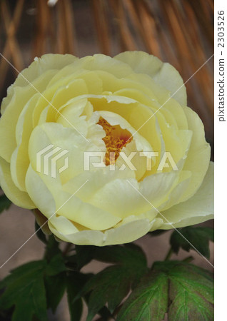 Peony 2303526