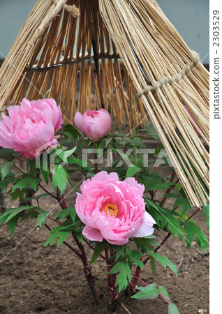 Peony 2303529