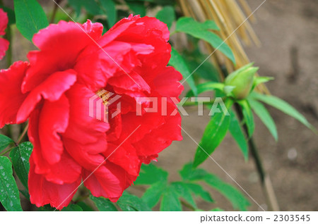 Peony Peony 2303545