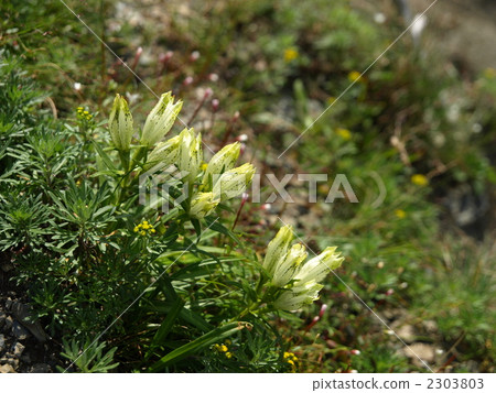 Powered by Translate Powered by Translate 2303803