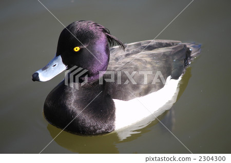 Kinkrochasshuro 2304300