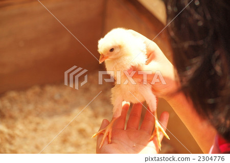 在握 在控制中 幼鳥 2304776