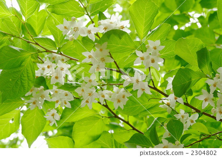 May Egonoki / Egonomaceae 11 2304802