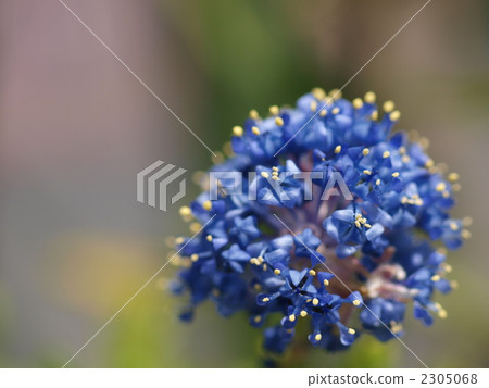 California Lilac Flower California Lilac Flower 2305068