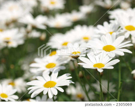 Flowers of Chrysanthemum north pole 2305069