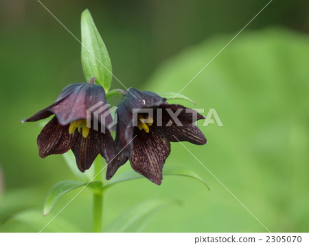 Clown flower Clown flower 2305070