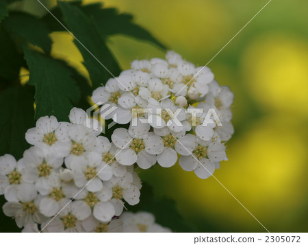 Kodemari Flower 2305072