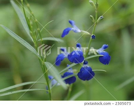 Cobalt sage flowers Cobalt sage flowers 2305073