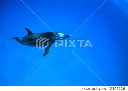 Dolphin 2305126