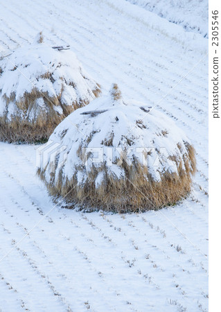 warayama, warabotti, snowy 2305546