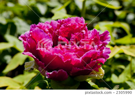 Red peony Red peony 2305990