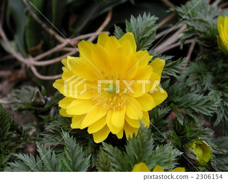 阿多尼斯拉莫薩 阿多尼斯拉莫薩 2306154