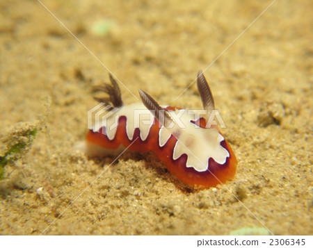 Fujinami Sea Umi 2306345