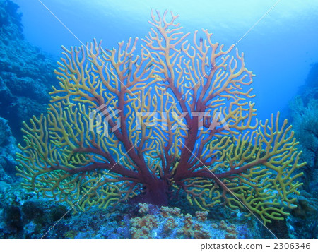 山羊 山羊 2306346