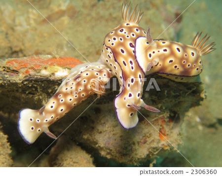 Madara Ilumi 2306360