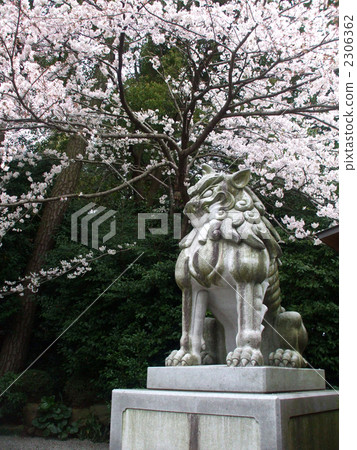 Cherry blossoms and cherry blossoms at the Samukawa Shrine 2306362