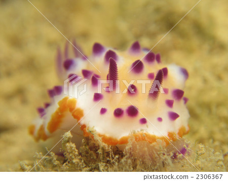 Round beige Round beige 2306367