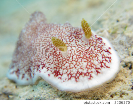 Sarasa sea cow Sarasa sea cow 2306370