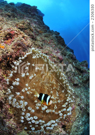 銀蓮花魚 2306380