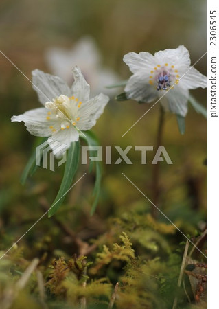 節分草 廣島縣 2306545