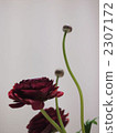 Ranunculus 2 2307172