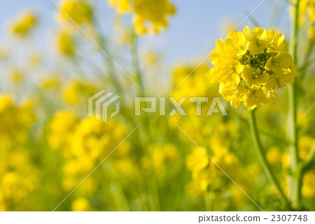 Rapeseed field Rapeseed field 2307748