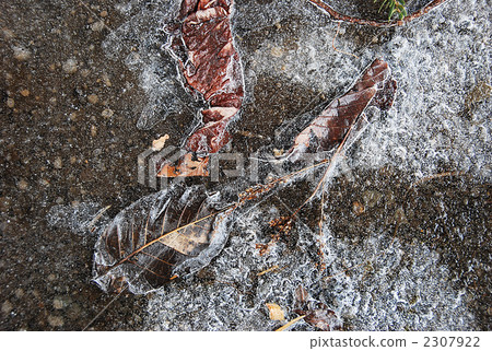 Frozen dead leaves Frozen dead leaves 2307922