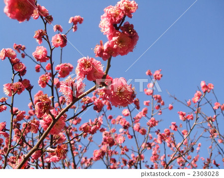 peach flower, botanic, botanical 2308028
