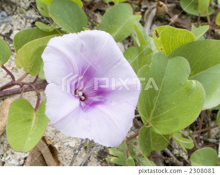 Gumba Hirugao Gumba Hirugao 2308081