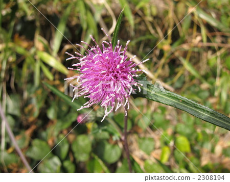 Thistle Thistle 2308194
